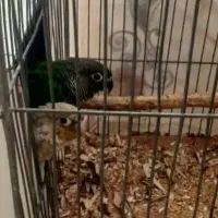 نرماده۱ساله گرینچیک.کارداده|پرنده|خمینی‌شهر, |دیوار