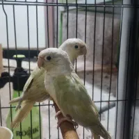 گرینچیک مونچیک