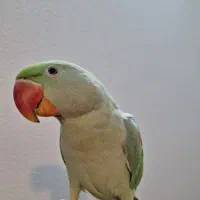 شاه طوطی|پرنده|شاهین‌شهر, حافظ شمالی|دیوار