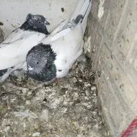 کبوتر کله زرد کاکلی و...|پرنده|میانه, |دیوار