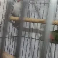 یک جفت طوطی کوتوله برزیلی مولد نر و ماده کاداده