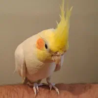 عروس هلندی لوتینو نر اهلی سخنگو