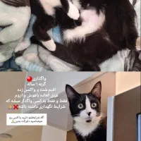 گربه