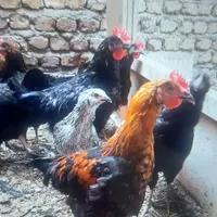 جوجه و مرغ و خروس|حیوانات مزرعه|کرج, باغستان|دیوار