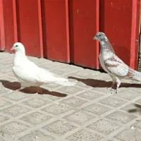 جوجه کنار خیس