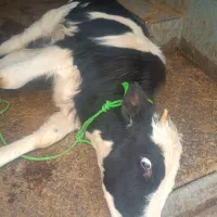 خرید و فروش گاو گوسفند افتاده