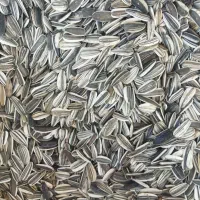 تخمه آفتابگردان