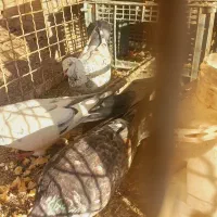 کبوتر|پرنده|بجنورد, |دیوار