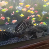 گربه ماهی کف خوار لجن خوار اسپورت