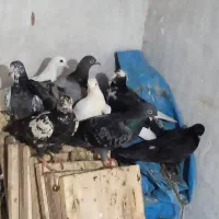 کبوتر دوبر|پرنده|لیسار, |دیوار