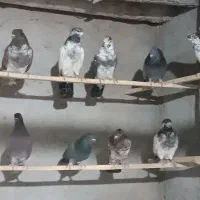 فروش 45طوق کبوتر پرشی