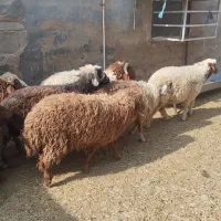 بره نره وماده