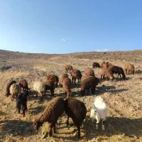 بره ماده قوچ خورده