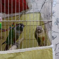 فروش پرنده گرنچینک|پرنده|بندر ماهشهر, |دیوار