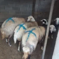 گوسفند وبره وبز خوب