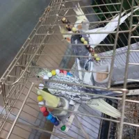 جوجه عروس هلندی ۲ماهه