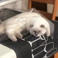 اسکاتیش ماده ۵ ماهه