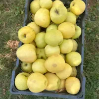 سیب درختی|حراج|مراغه, |دیوار