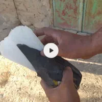 دم سفید|پرنده|فسا, |دیوار