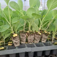 گلخانه تولید نشا کلم