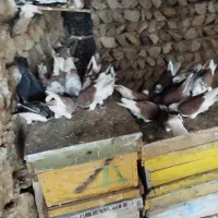 کفتر