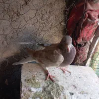 کبوتر پرشی|پرنده|سبزوار, شرق کال شمالی|دیوار