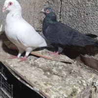 فروش یک جفت کبوتر به شرط تخم