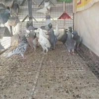 پلاکی نر و ماده|پرنده|شیراز, شاه قلی بیگی|دیوار