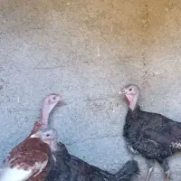 بوقلمون ماده تخم گذار چاق|حیوانات مزرعه|هشتگرد, خور|دیوار