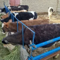 گوساله نر و ماده جنسدار