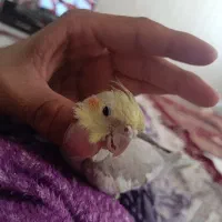 ۲جفت عروس هلندی به همراه جوجه