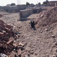 سگ مالنیوز ماده