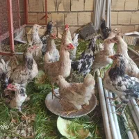 خروس گلین 6 ماهه