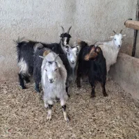 چپش بز وبزغاله|حیوانات مزرعه|پاکدشت, پاکدشت (مامازند)|دیوار