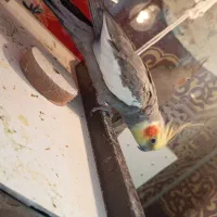 تخم گذارن|پرنده|اهر, |دیوار