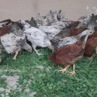 جوجه مرغ