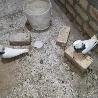 نرو ماده طوقی