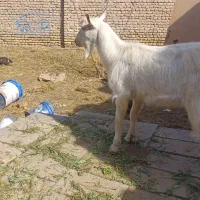 سانن و صلاصه