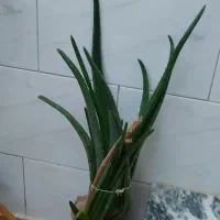 موبایل|موبایل|اسلام‌‌آباد غرب, |دیوار