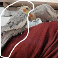 یک عروس هلندی و طوطی برزیلی|پرنده|اسلام‌شهر, شهرک سعیدیه|دیوار