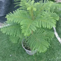 انواع گل گیاه