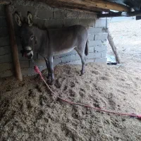 الاغ نر|حیوانات مزرعه|علیآباد کتول, |دیوار