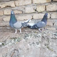 کبوتر برجی تخت دم سفید اصفهانی ( صدا کن)