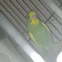 مرغ عشق|پرنده|پاکدشت, پاکدشت (مامازند)|دیوار