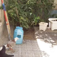 جوجه ی پری|پرنده|تهران, مشیریه|دیوار
