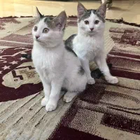 واگذاری گربه|گربه|یزد, |دیوار