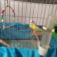 دوتا مرغ عشق باقفس|پرنده|دینور, |دیوار