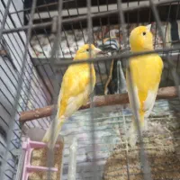 قناری نر|پرنده|بروجرد, |دیوار