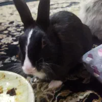 خرگوش|موش و خرگوش|تهران, جوادیه تهرانپارس|دیوار