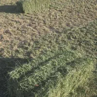 کاه گندم دیم  .یونجه درجه یک چین دو تا چهار